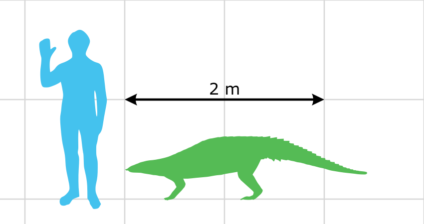 A blue Typothorax of a person stands next to a green dinosaur with a 2-meter arrow between them. The grid background highlights their size comparison.