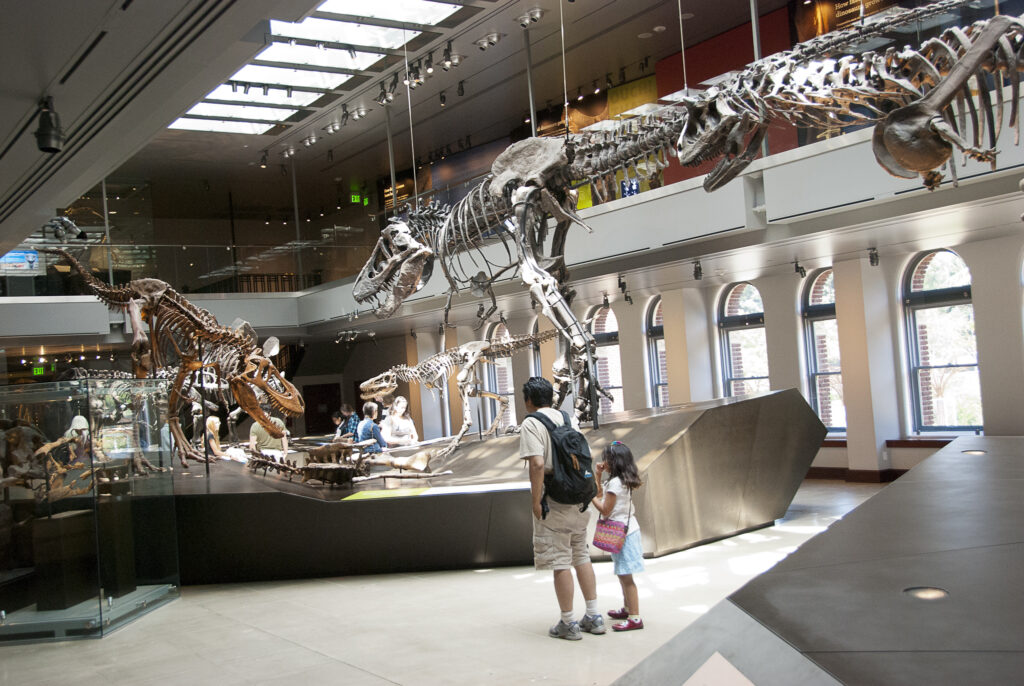 A museum exhibit featuring large dinosaur skeletons under a well-lit skylight. Visitors, including a child and adult, observe in awe and curiosity.