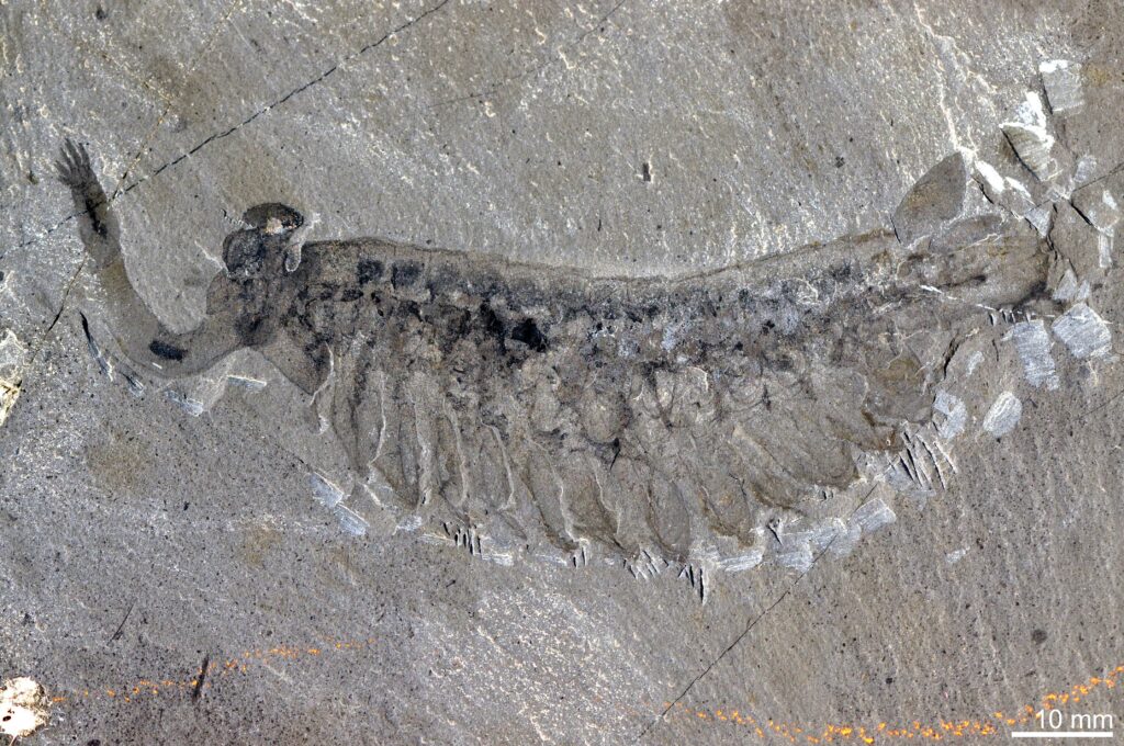Fossil of an ancient marine creature with multiple segments and a long, curved appendage on its left side, embedded in gray stone. Scale of 10 mm included.