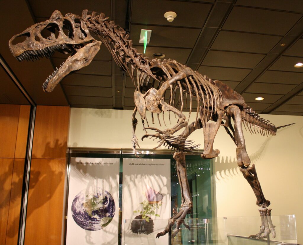 A dinosaur skeleton, likely a carnivorous theropod, is displayed in a museum exhibit. Its large skull and sharp teeth add a dramatic, awe-inspiring presence.