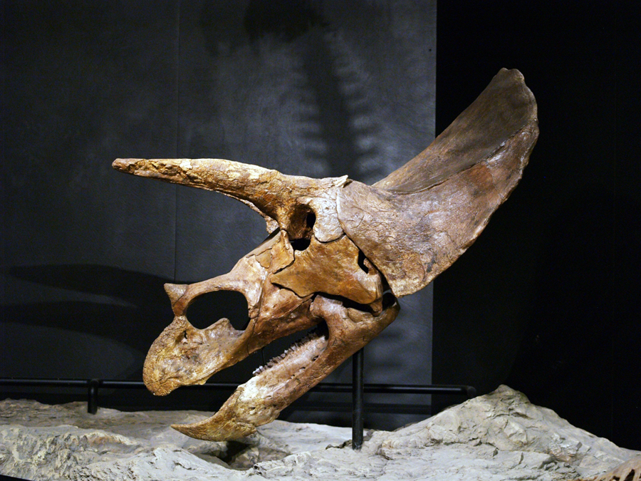 Horned dinosaur ceratopsian, Triceratops (Cretaceous, Hell Creek Formation, Corson County, South Dakota)