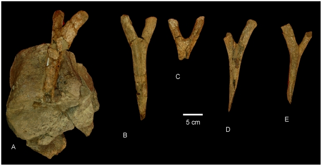 Wintonotitan tail chevrons
