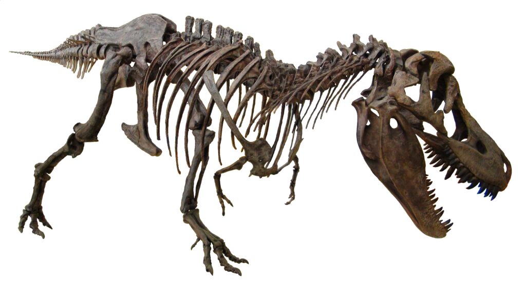 Dinosaur skeleton of a Tarbosaurus on display, showcasing large jaws with sharp teeth, robust rib cage, and long tail against a white background.