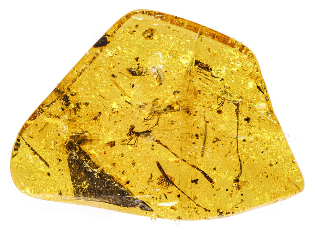 Translucent golden amber with ancient insects trapped inside, showcasing fine details and a warm, glowing tone throughout the smooth surface.