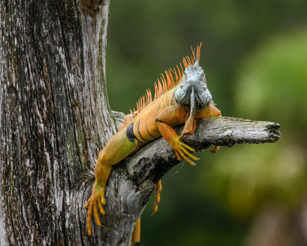 a lizard on a tree