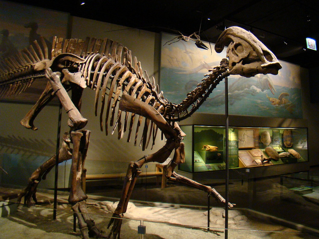 Parasaurolophus