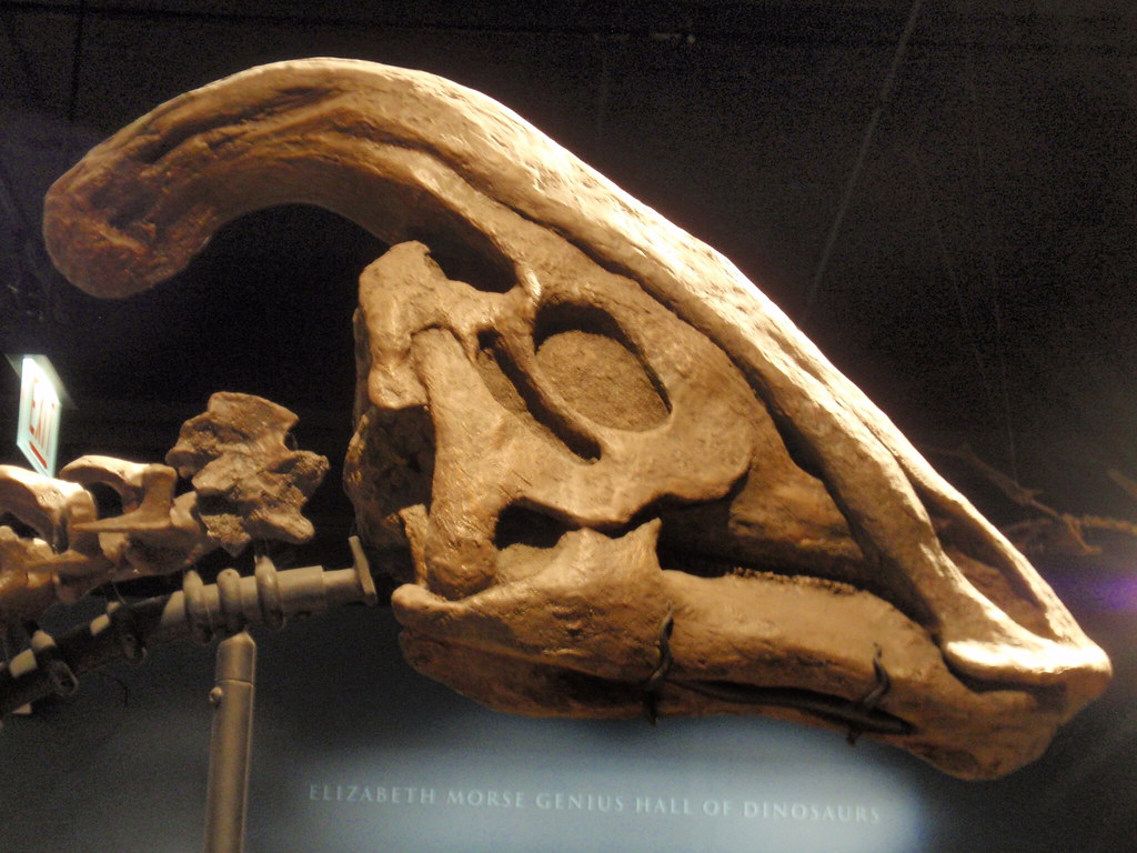 Parasaurolophus