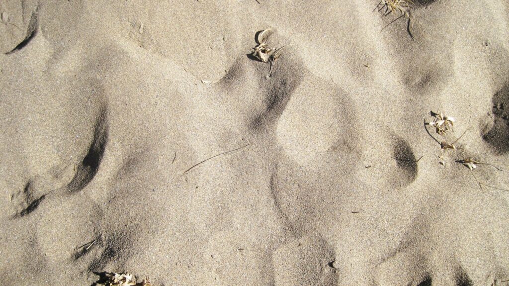 Close-up of textured sand with several indentations.