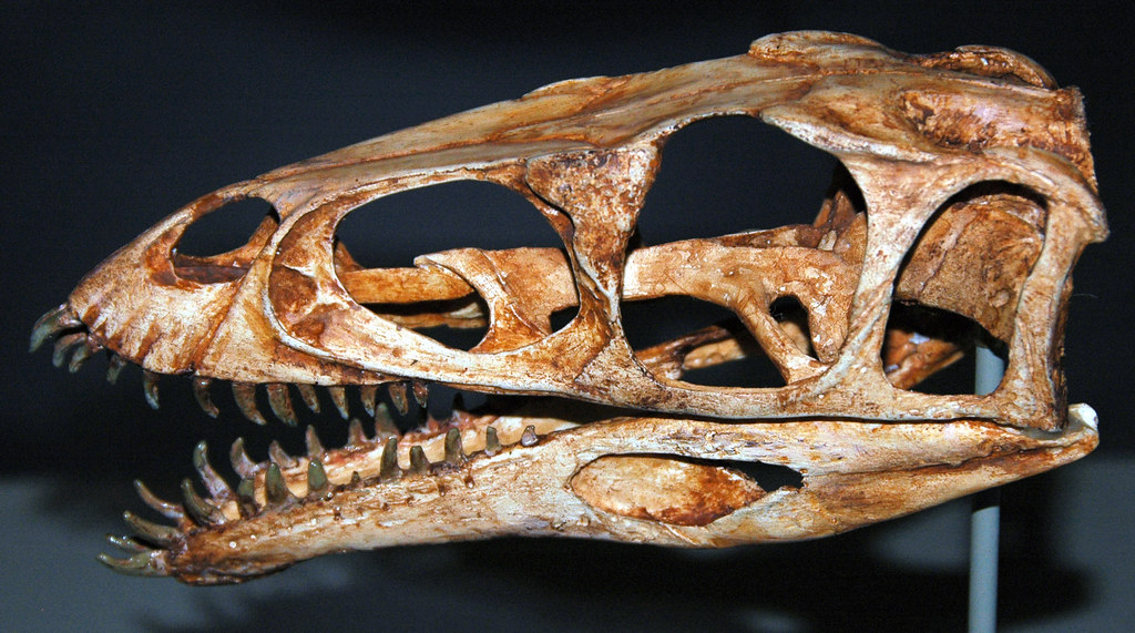 Masiakasaurus knopfleri theropod dinosaur (Maevarana Formation, Upper Cretaceous;