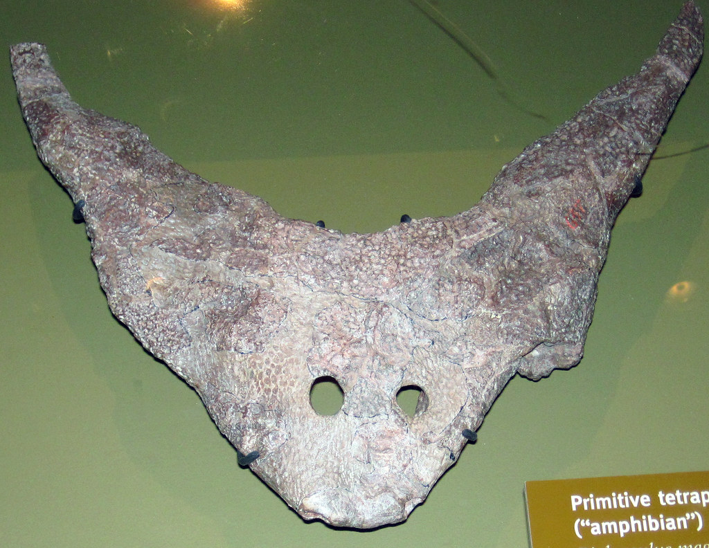 Diplocaulus magnicornis (fossil amphibian skull) (Lower Permian; Baylor
