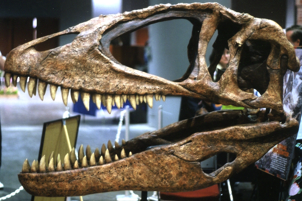 Spinosaurus skull reconstruction