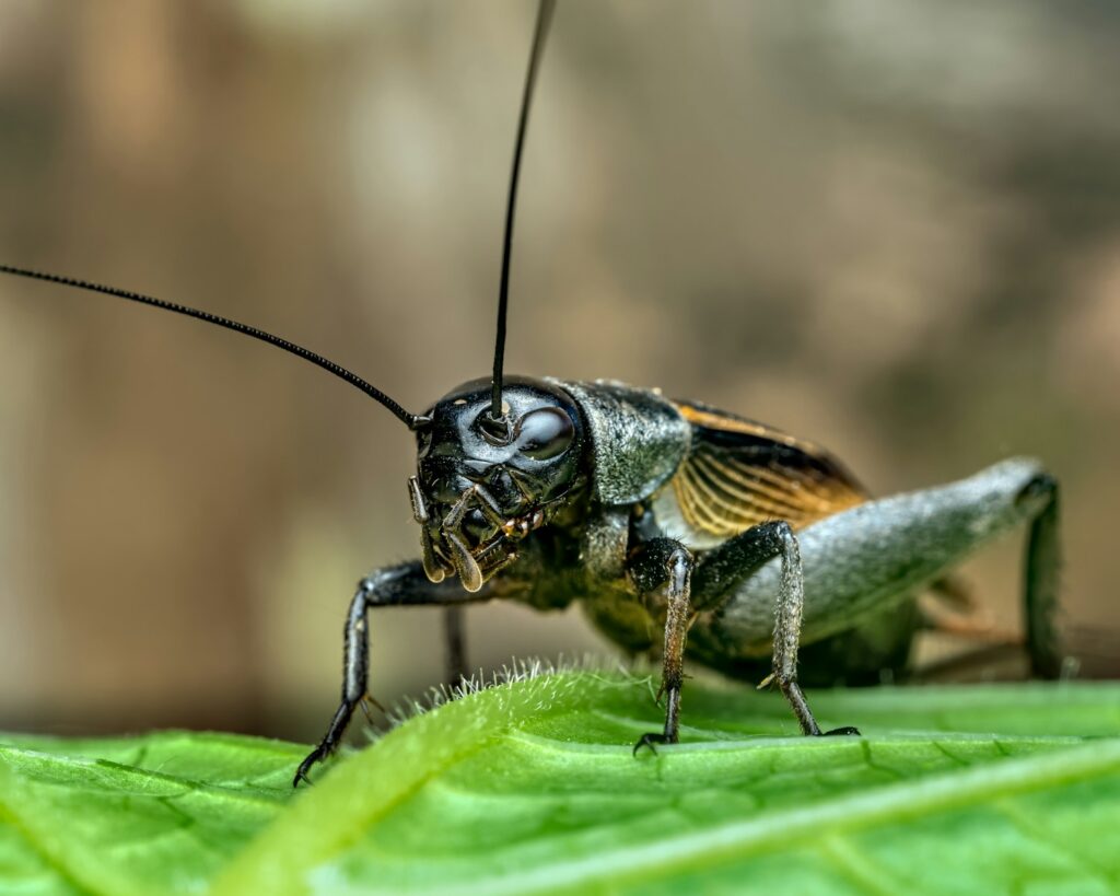 a close up of a bug
