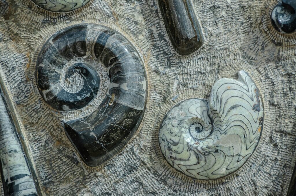 a close up of a spiral shaped object on a surface