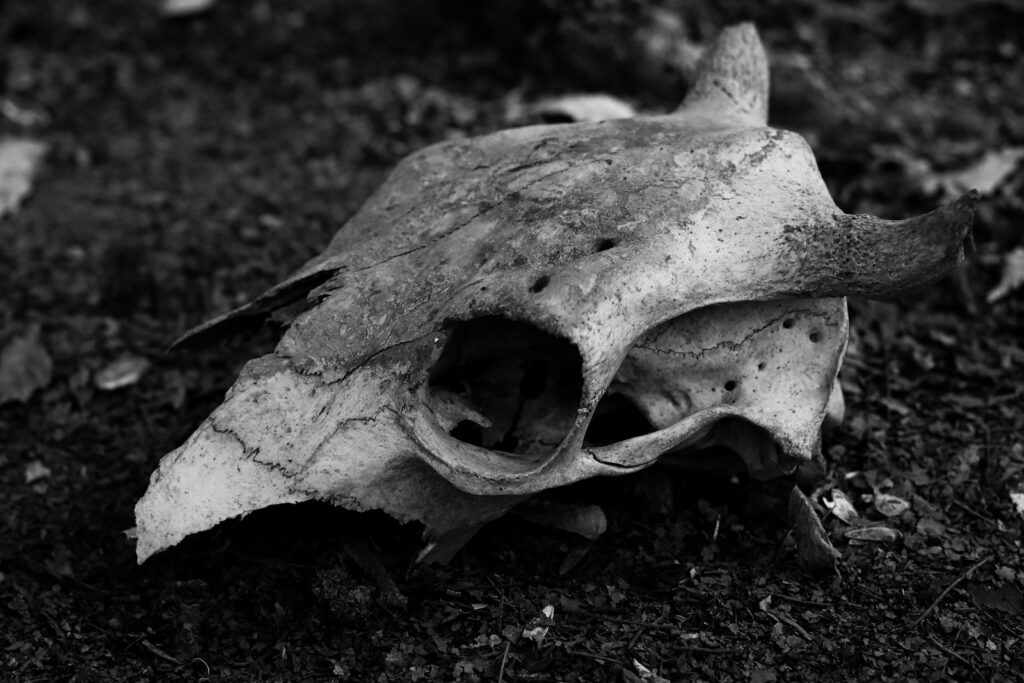 A black and white photo of a dead animal's skull