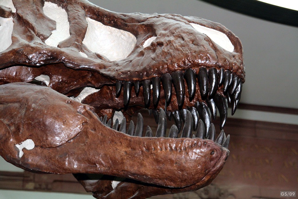 Tyrannosaurus Rex (Skull / Schädel)