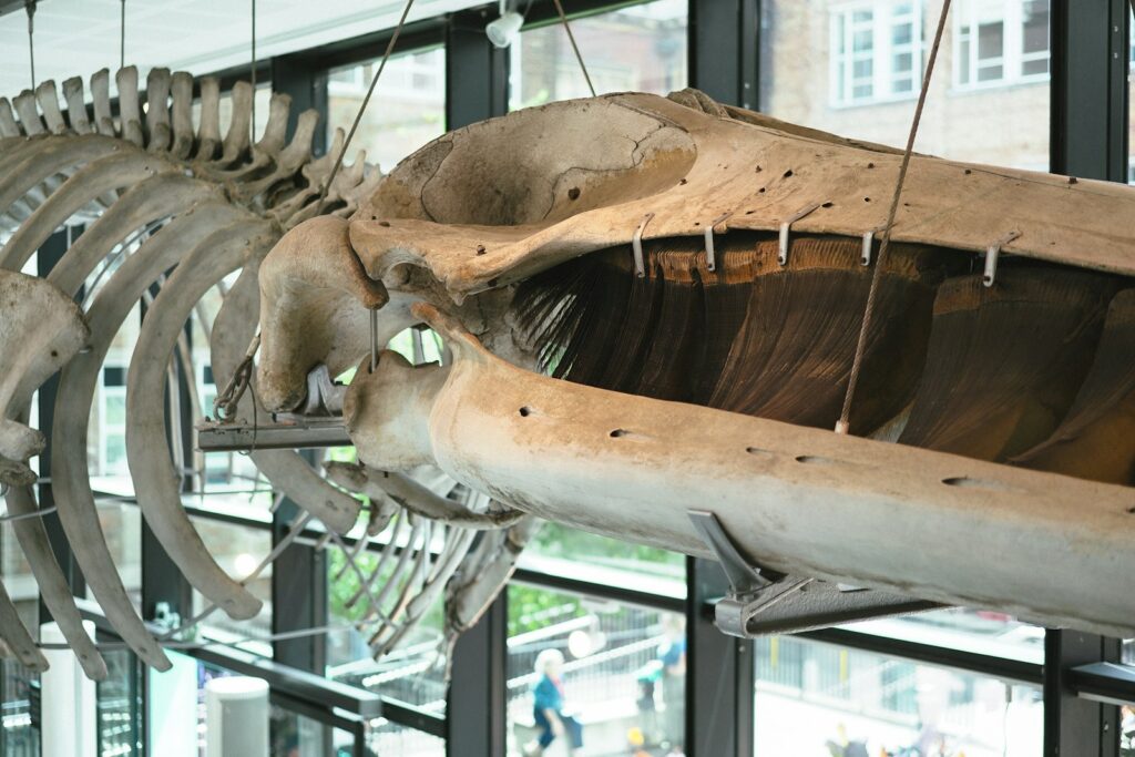 A large animal skeleton hanging from the side of a building