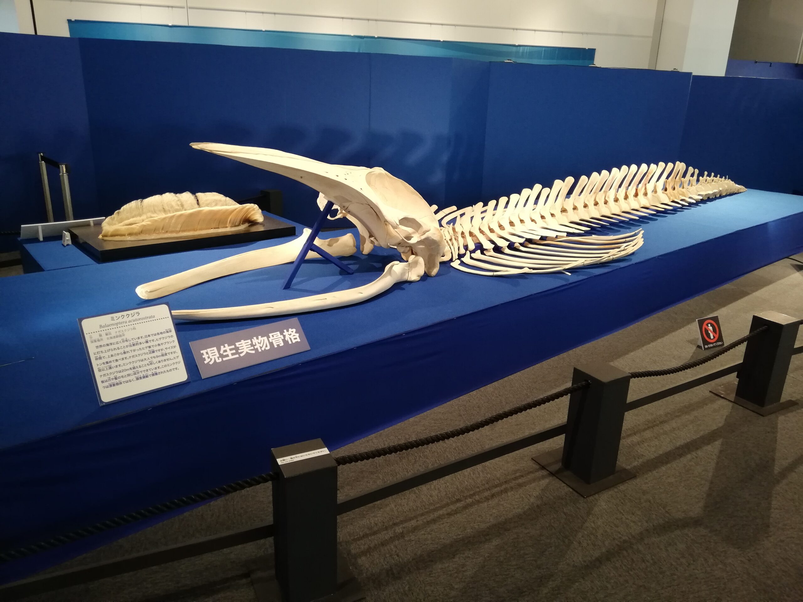 Fukui Prefectural Dinosaur Museum