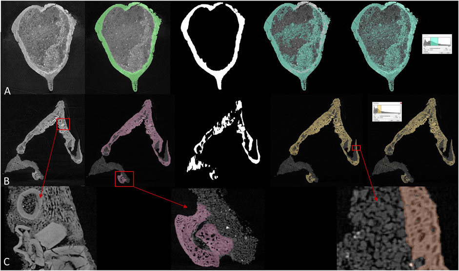 CT scans dinosaur fossils