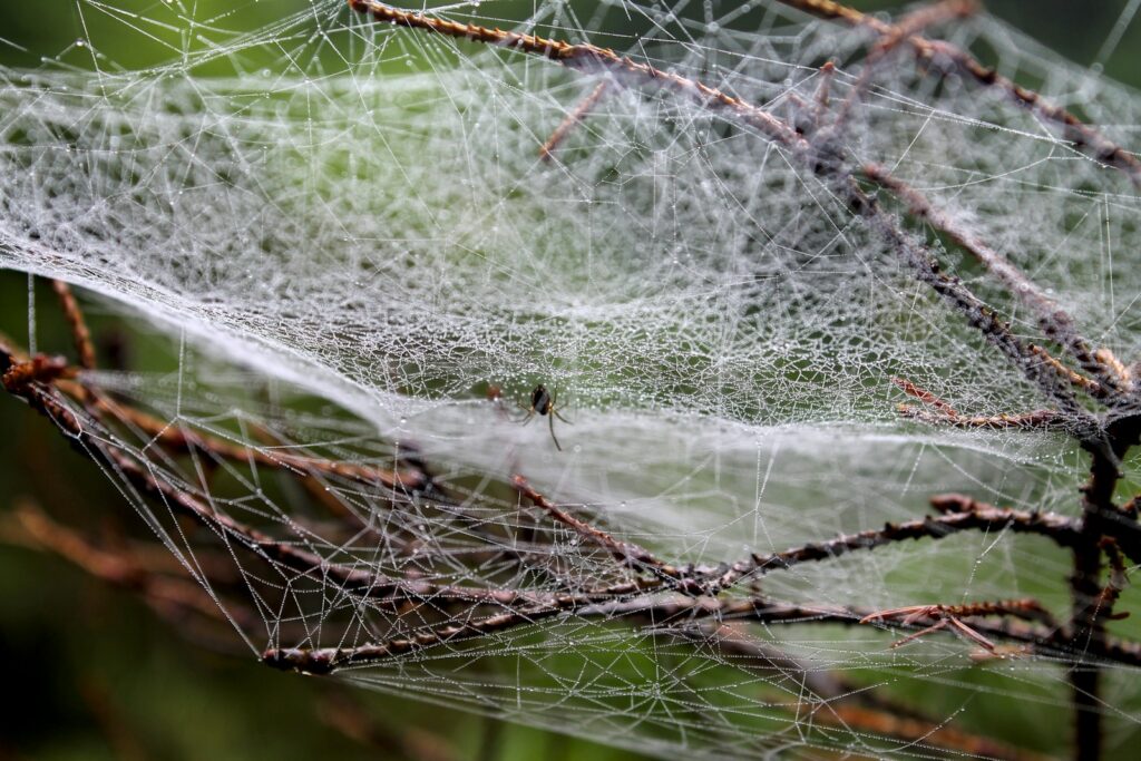 spider web on brown wooden stick