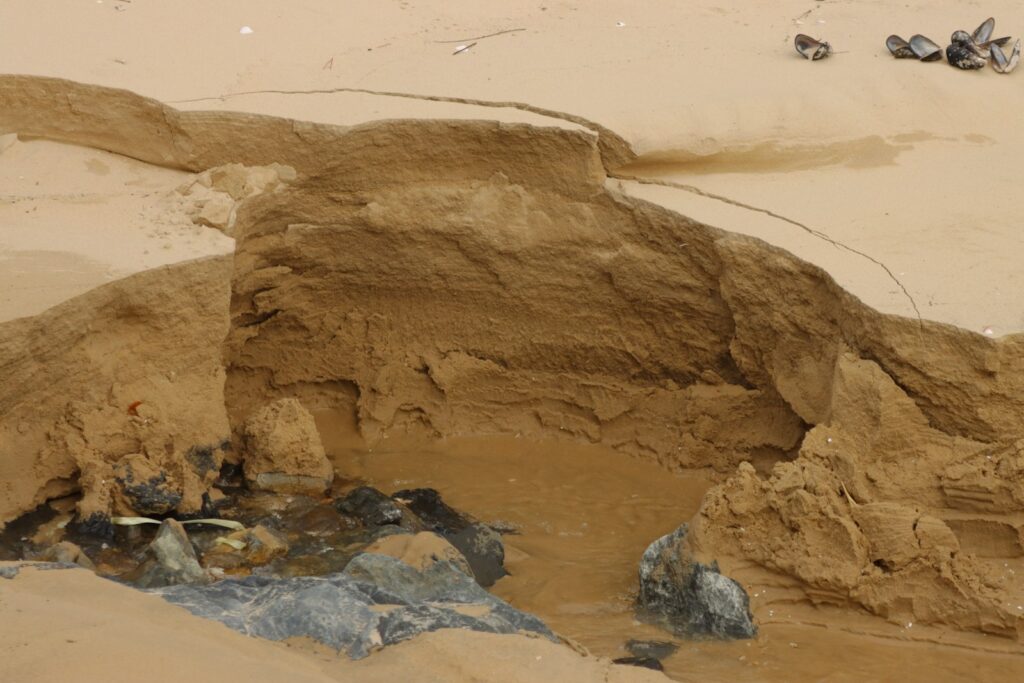 a group of birds sitting on top of a sandy beach