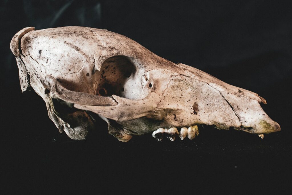a close up of a animal skull on a black background