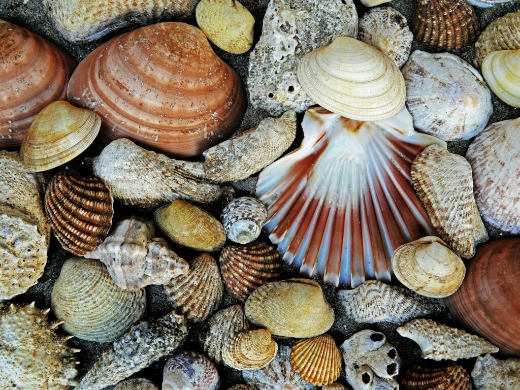 Seashells of various shapes and sizes are scattered.