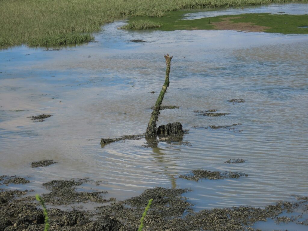 a tree branch in a body of water