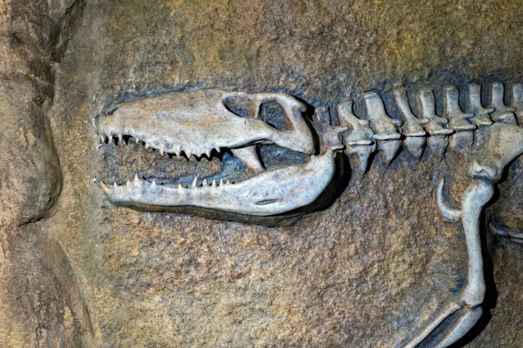 A skeleton of a dinosaur is shown in a museum