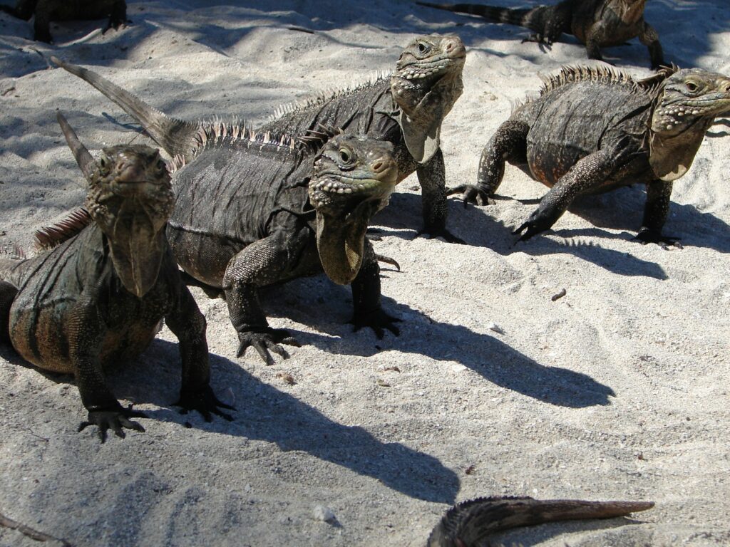 a group of iguanas standing in the sand