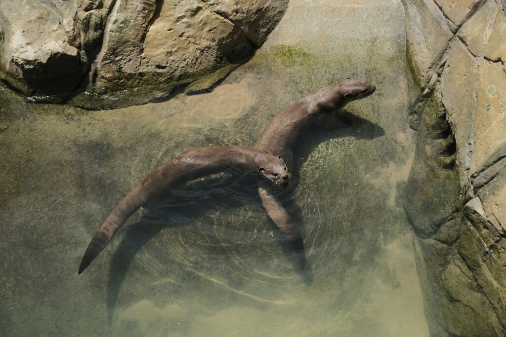 A large animal swimming in a body of water