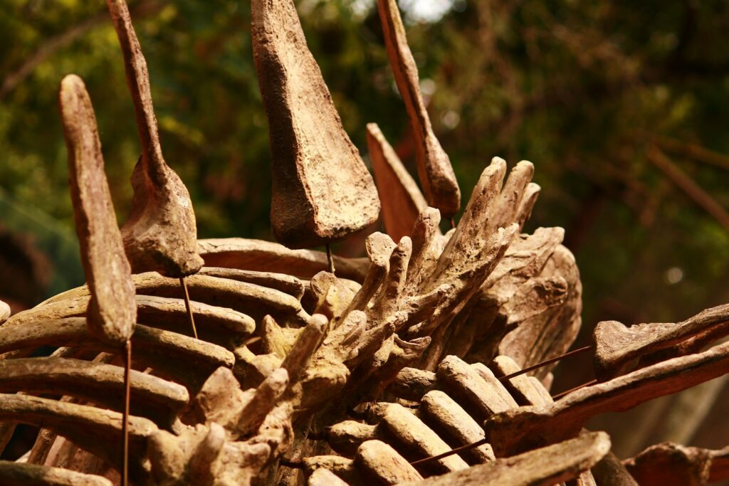A close up of a skeleton of a bird