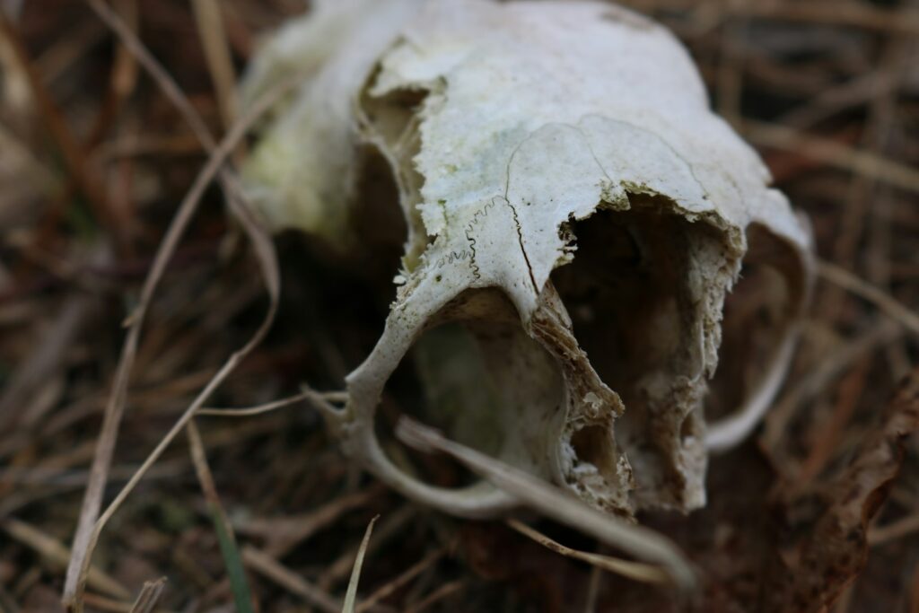 white skull macro photography
