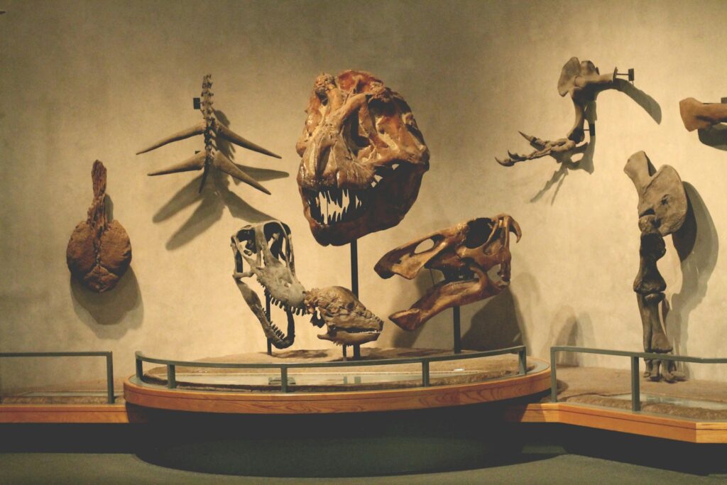 a museum display of various types of dinosaurs
