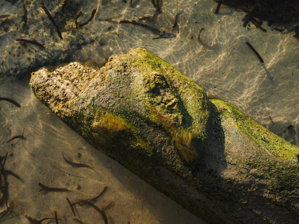 A mossy log rests submerged in shallow water.