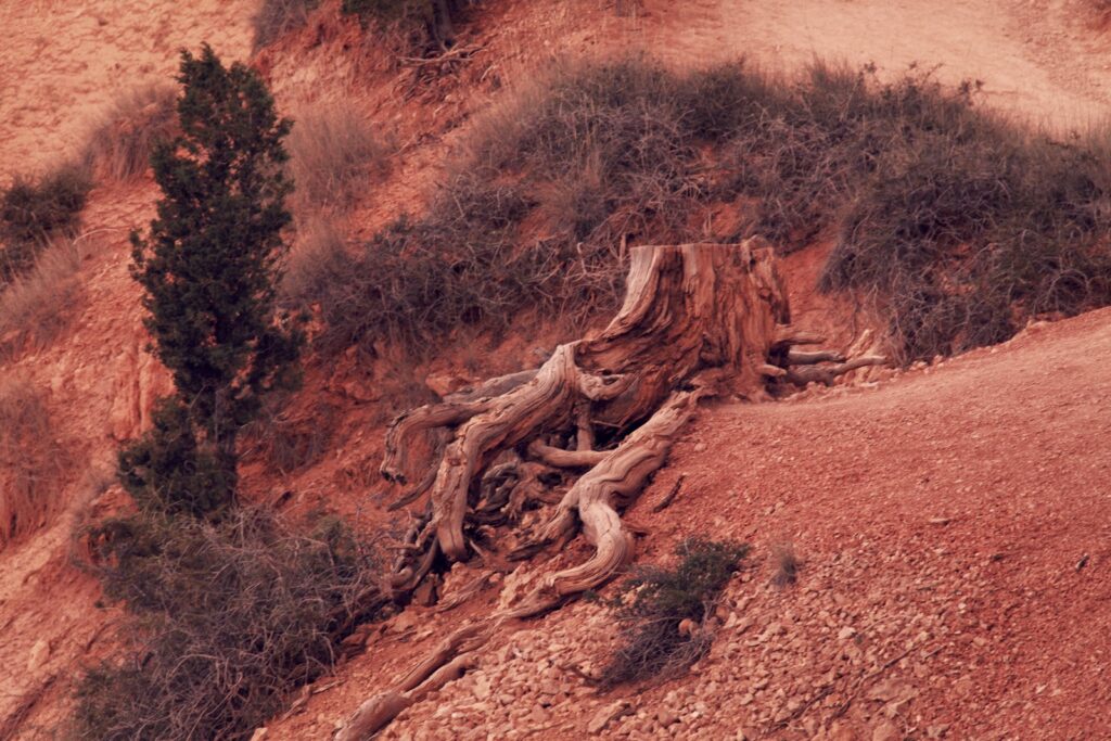 a canyon with a mountain in the desert