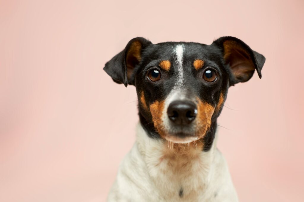 Canine Intelligence