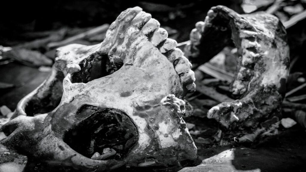 A black and white photo of an animal skull