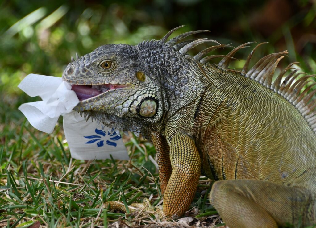 a lizard with a flower in its mouth