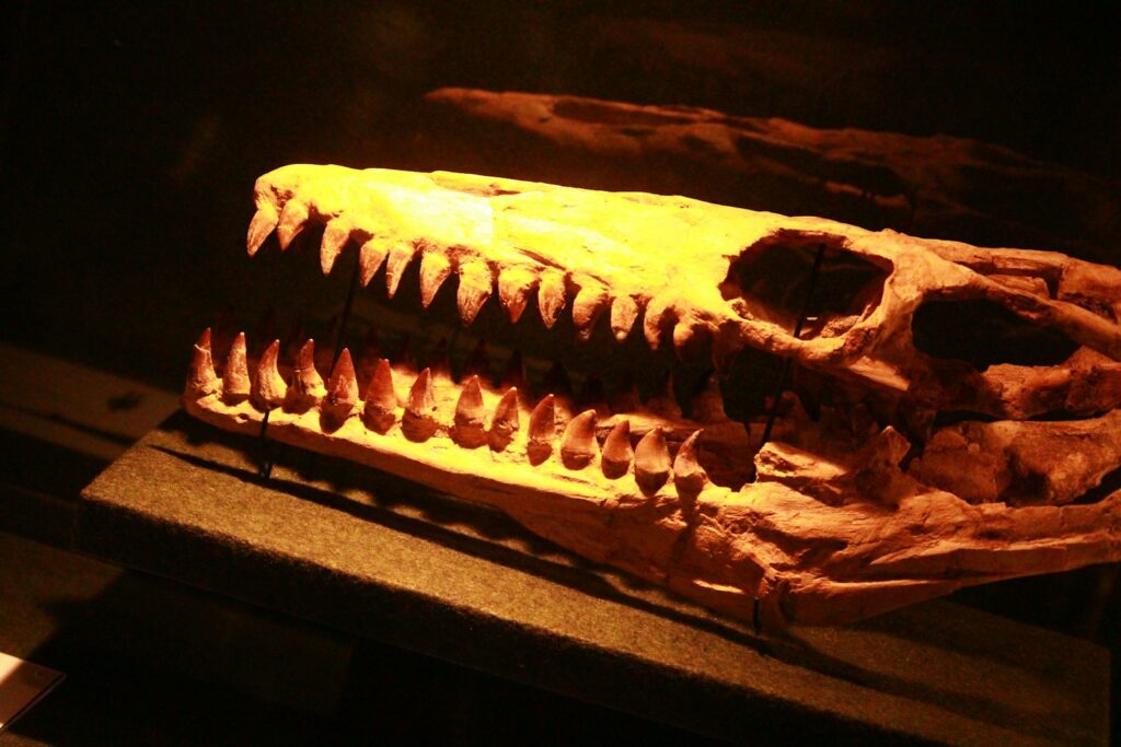 A dinosaur skull is lit up in the dark