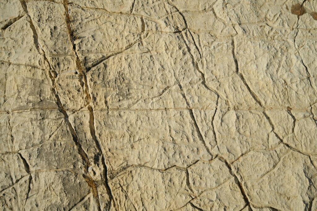 a close-up of a tree bark