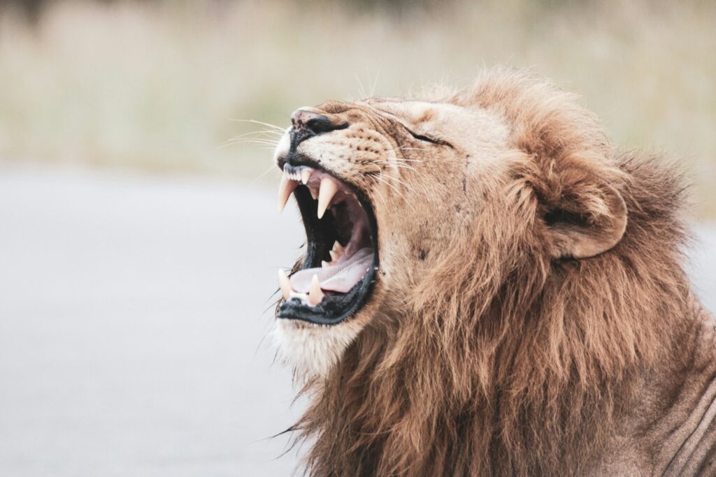 Dinosaur Roars vs. Lion Roars