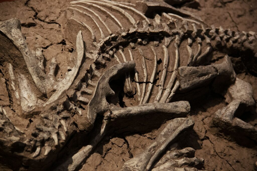A skeleton of a dinosaur laying on the ground