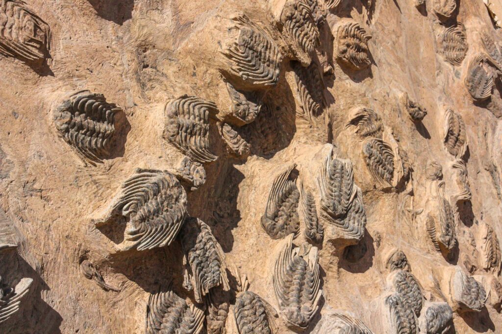 a close up of a rock wall with a bunch of shells on it