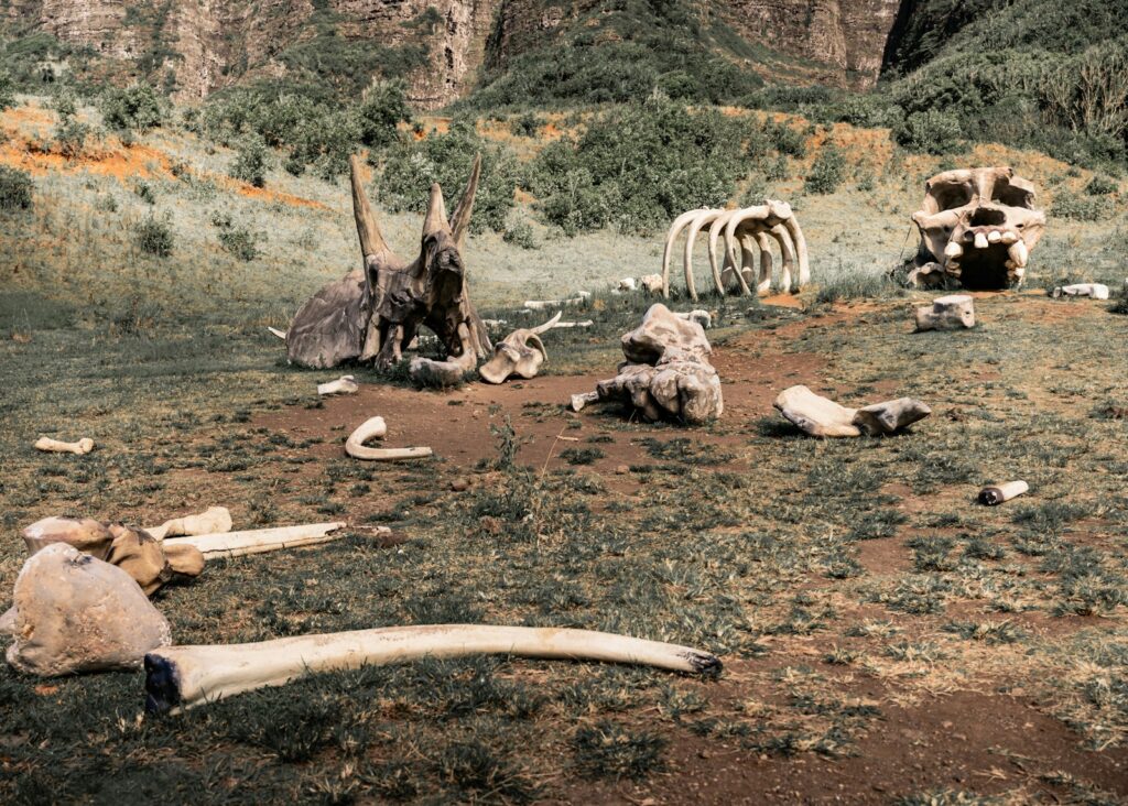 A group of animals laying on top of a grass covered field