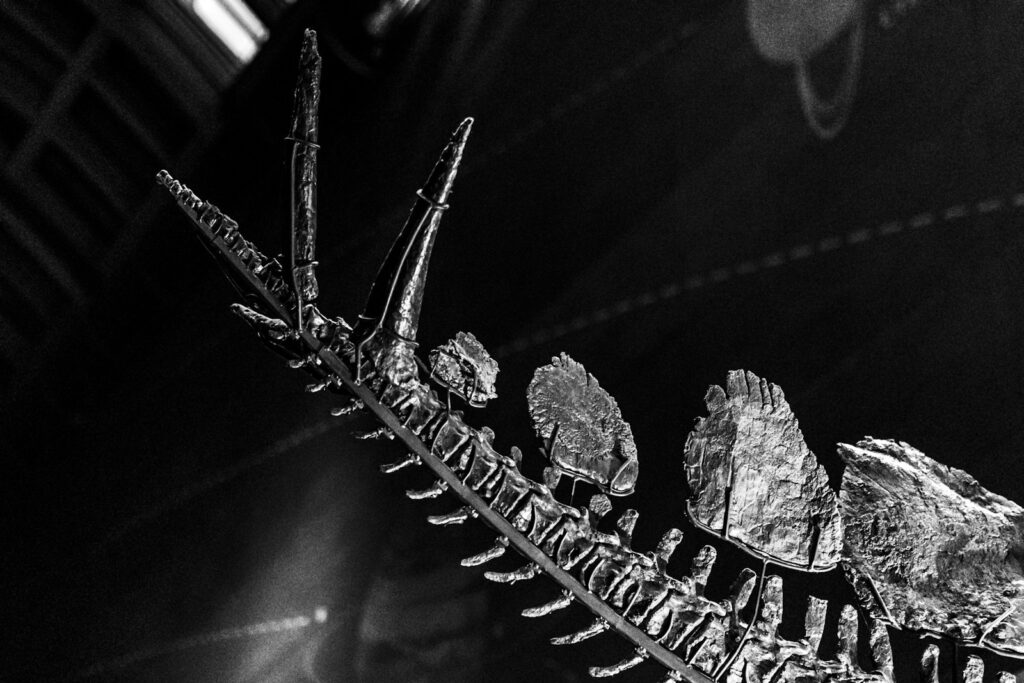 grayscale photo of leaf with water droplets