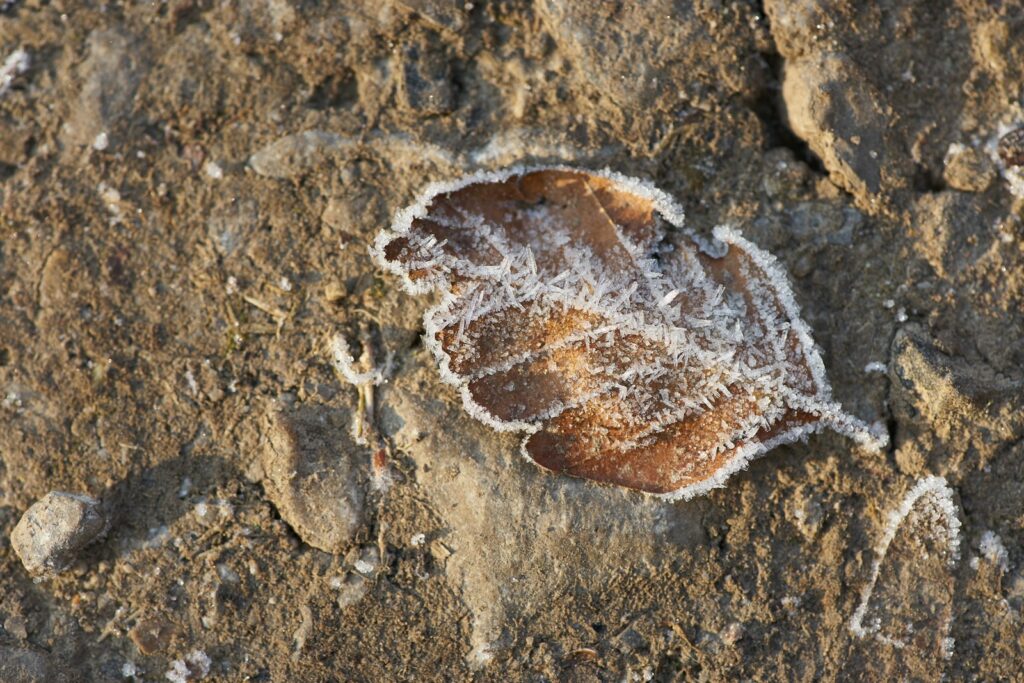 brown leaf on brown soil