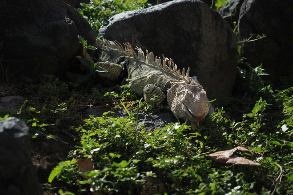 an iguana in the grass near some rocks