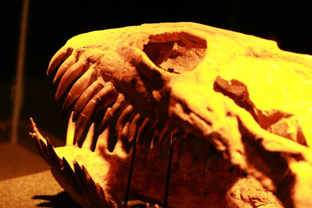 A close up of a dinosaur skull on a table