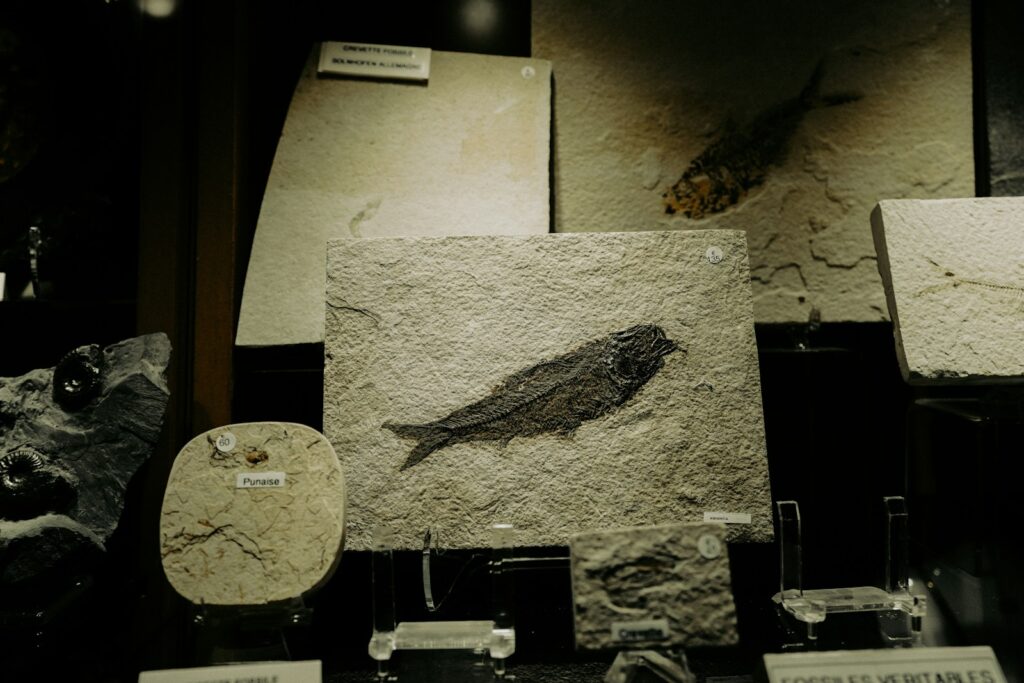 A collection of fossil specimens on display in a museum