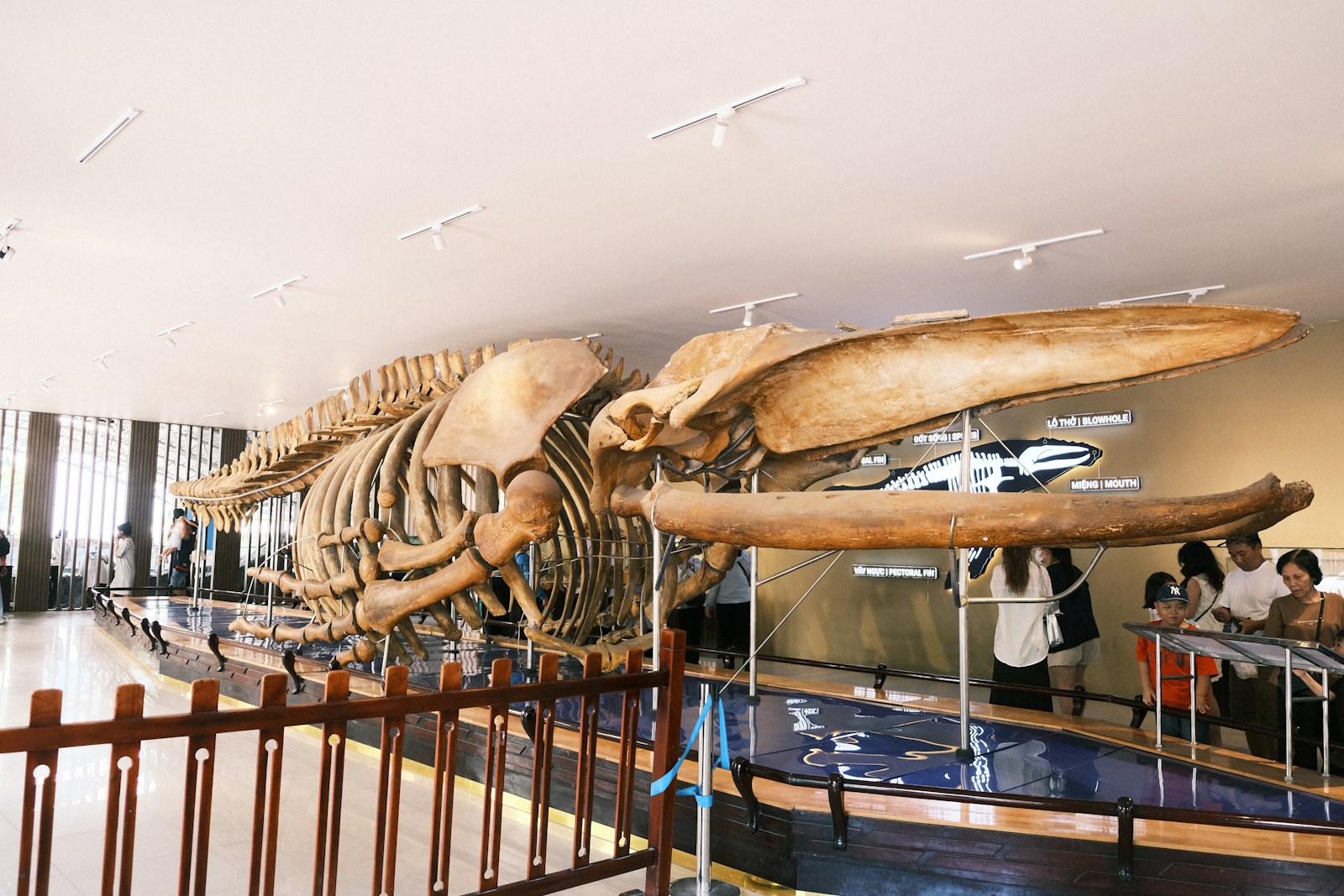 A group of people standing around a museum looking at a dinosaur skeleton